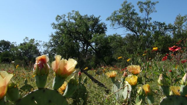 Springtime in Texas