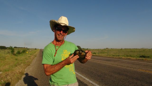 The turtle tried to cross the road