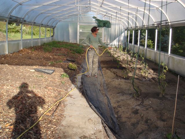 watering tomatos