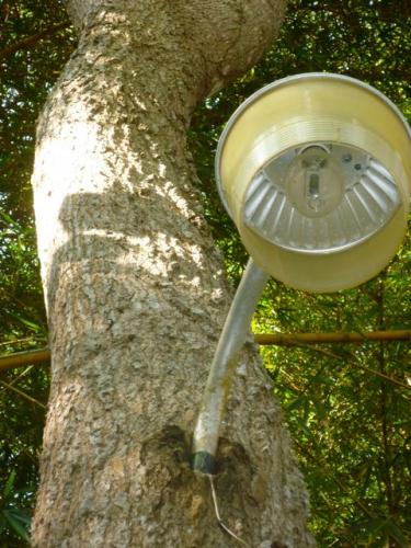 Light from a tree