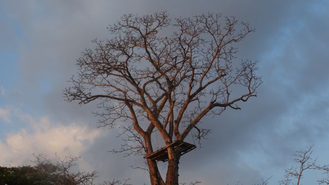 stage in a tree